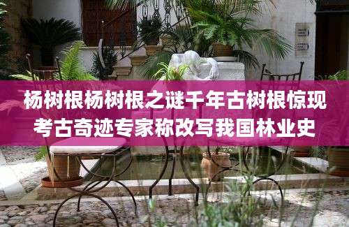 杨树根杨树根之谜千年古树根惊现考古奇迹专家称改写我国林业史