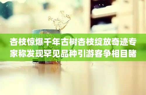 杏枝惊爆千年古树杏枝绽放奇迹专家称发现罕见品种引游客争相目睹